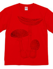 Amanita muscaria