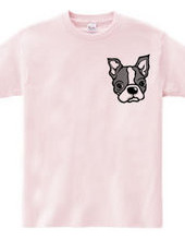 Boston Terrier