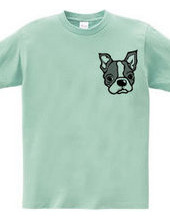 Boston Terrier