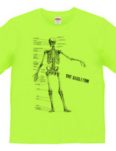 The skeleton