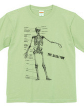 The skeleton