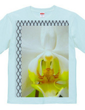 orchid-ラン