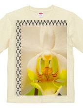 orchid-ラン