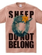 sheepCOLOR