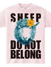 sheepCOLOR