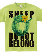 sheepCOLOR