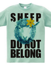 sheepCOLOR