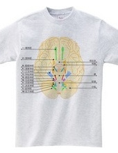 Figure versus the 12 cranial nerves