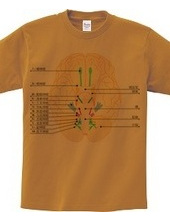 脳神経12対の図