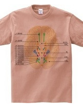 脳神経12対の図