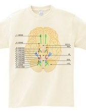 脳神経12対の図