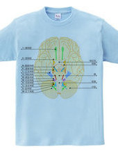 脳神経12対の図