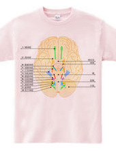脳神経12対の図