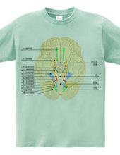 脳神経12対の図