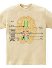 Figure versus the 12 cranial nerves