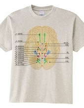 脳神経12対の図
