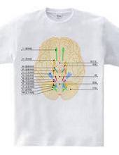 脳神経12対の図