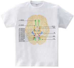 脳神経12対の図