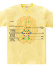 Figure versus the 12 cranial nerves