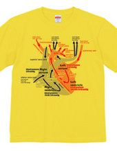 心臓 医療系 図（英語）