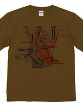 Heart medical genealogy (English)