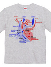 Heart medical genealogy (English)