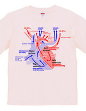 Heart medical genealogy (English)