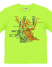 心臓 医療系 図（英語）