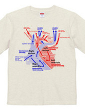 Heart medical genealogy (English)