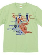 心臓 医療系 図（英語）