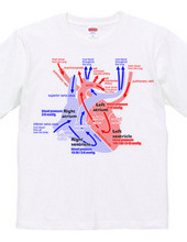心臓 医療系 図（英語）