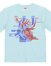心臓 医療系 図（英語）背面：日本語