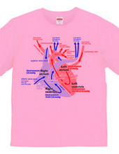 the heart medical genealogy (English) ba