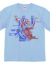 心臓 医療系 図（英語）背面：日本語