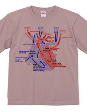 心臓 医療系 図（英語）背面：日本語