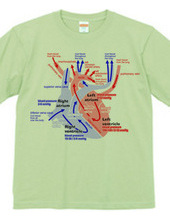 心臓 医療系 図（英語）背面：日本語