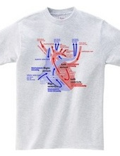 心臓 医療系 図（英語）