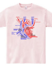心臓 医療系 図（英語）