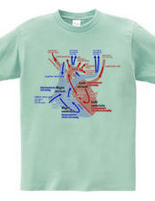 心臓 医療系 図（英語）