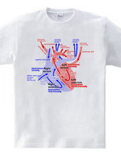 Heart medical genealogy (English)