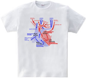 心臓 医療系 図（英語）