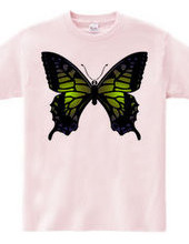 Swallowtail_B