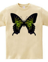 Swallowtail_B