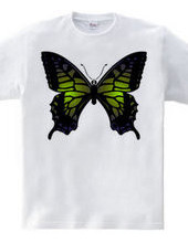 Swallowtail_B