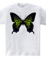 Swallowtail_B