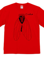 Cicada