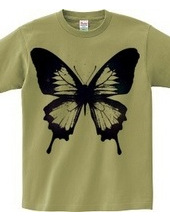 butterfly wing 03