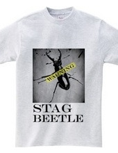 Stag beetle