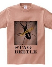 Stag beetle