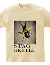 Stag beetle